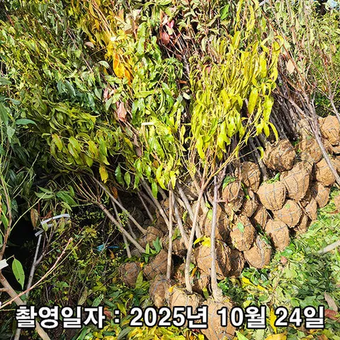 천도복숭아 환타지아 3년생