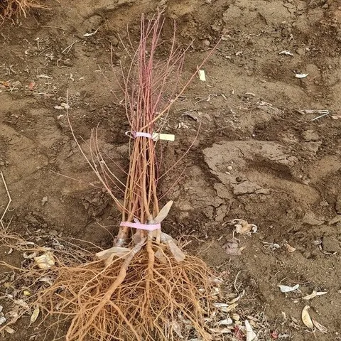 백도복숭아 백미 접목1년