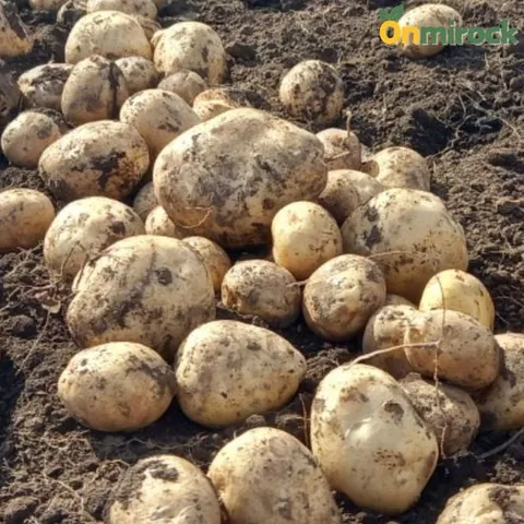 온미락 국내산 고령 하우스 햇 수미감자 대 5kg(50개내외) 개진감자 담백 선별발송