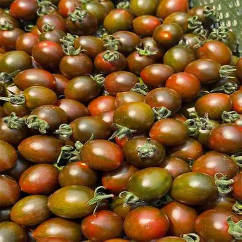 검붉은 빛깔 대저 흑대추방울토마토 3kg