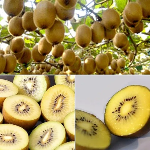 [밋앤밀] 보성 25년 햇수확 골드키위 3kg(38-49과) / 소(61g-81g)