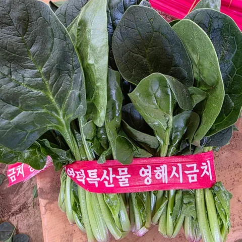 [밋앤밀] 국내산 산지직송 포항 영해초 단 시금치 1단(300g 내외)
