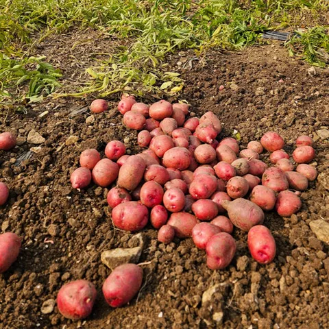 [밋앤밀] 산지직송 경남 햇 홍감자 5kg(특/대)