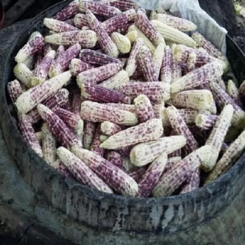 옥수수 강원도 냉동 찐 찰옥수수 x 9개