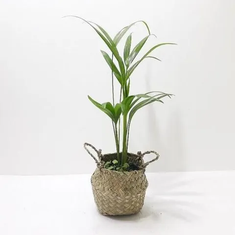 거실화초 아레카야자(소) 해초바구니 키우기쉬운식물