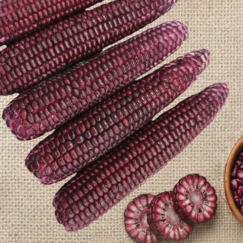 강원도 냉동 아라리찰 옥수수 5개입