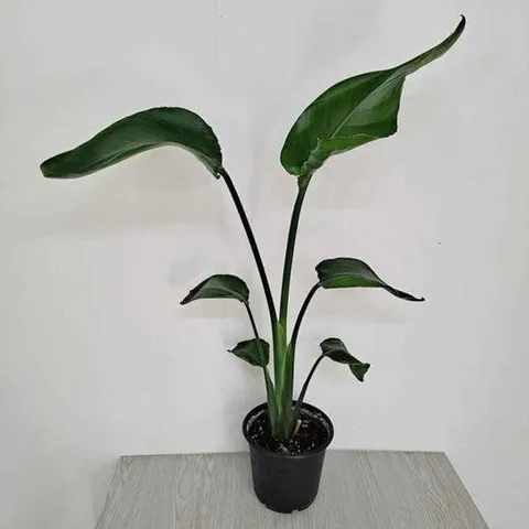 거실화분 여인초(중) 극락조키우기 실내화초