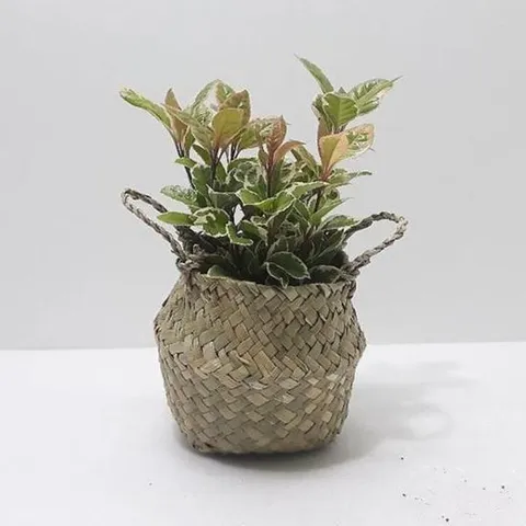 거실화초 무늬산호수(소) 해초바구니 키우기쉬운식물 홈가드닝