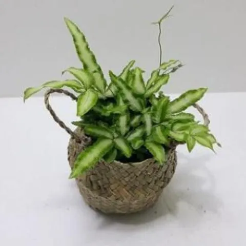거실화초 고사리 푸테리스 행잉식물 해초바구니