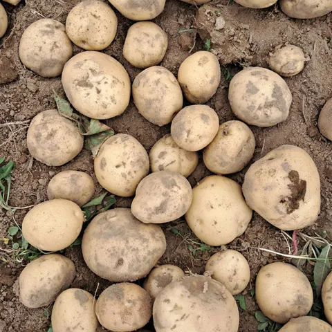 [밋앤밀] 산지직송 경남 하우스 26년 햇 수미감자 대 1.5Kg(20개 내외)