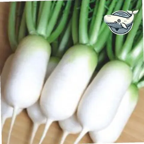 동치미 무우 씨앗 20g 건강한 김장 채소