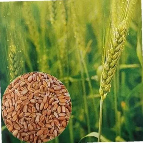 조선밀 참밀 벼과 곡물 씨앗 야생화 종자 품종 30g