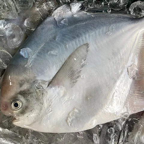 국내산 병어 2kg