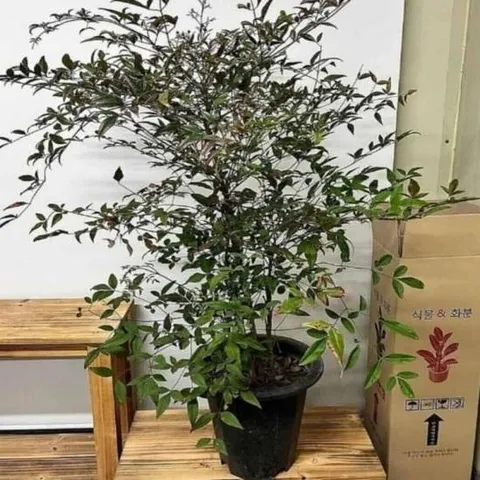기업화분 화초 남천 집에서키우기쉬운식물 실내공기정화식물 화초선물 약120cm