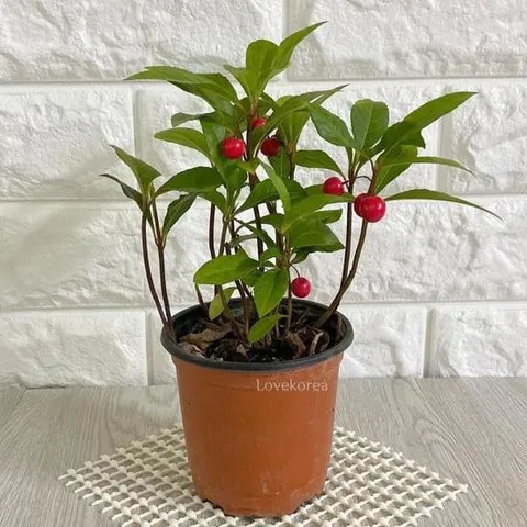 음지식물 천냥금(소) 실내공기정화식물 빨간열매나무