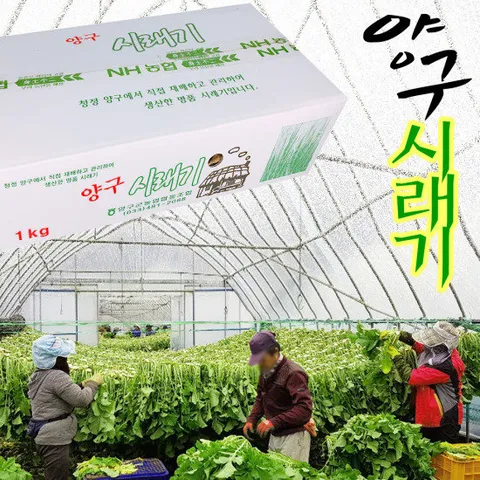양구 시래기 1kg 햇시래기 펀치볼 무청시래기 시래기 건시래기
