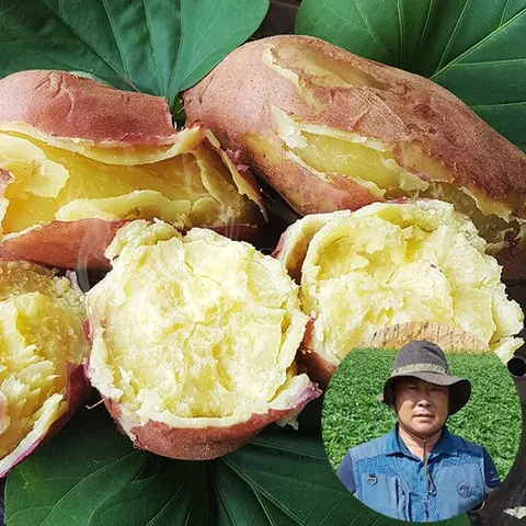 25년 해남 해풍 고구마 달인 전태식 햇 토종 밤고구마 3kg(중상)