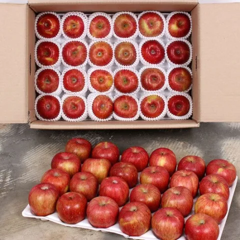 [산지직송] 경북 의성 사과 10kg(55~69과내외)