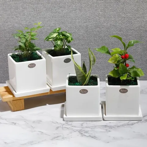 가꾸지오 공기정화식물 사각화이트화분4p세트