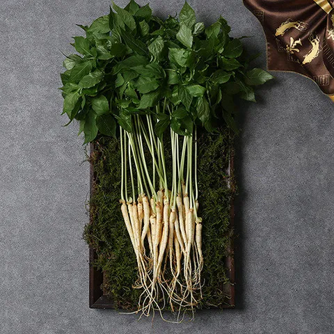 전남 장성 황룡농협 새싹삼 100뿌리 20cm내외