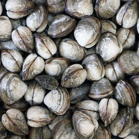 고창 하전갯벌 동죽 조개 3kg /물총조개