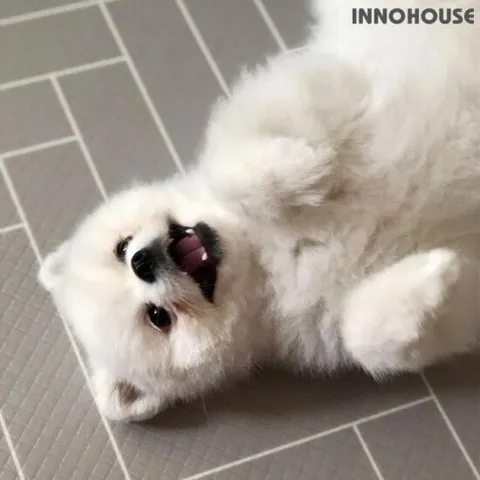 (행사) 이노하우스 프렌즈 애견매트 강아지매트 (중)