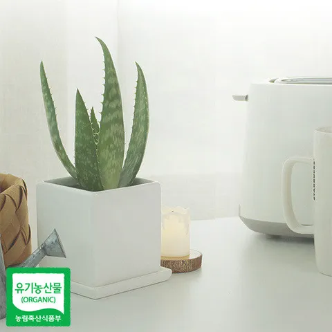 유기농 생알로에 사포나리아 모종 미세먼지 공기정화