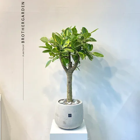 [거실인테리어화분]뱅갈고무나무