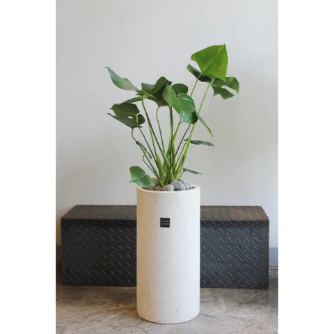 [거실화분/예쁜식물/전국배송가능]몬스테라