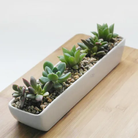 아트박스/진바스 가로형 긴사각 다육화분(다육포함)