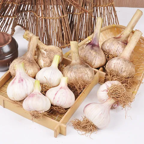 충남 서산 전병호님의 난지형 통마늘 5kg (대) / 장아찌용