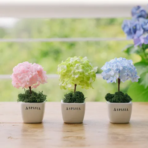 [3개세트] 꽃나무 스칸디아모스화분-습기제거,공기정화,미니화분