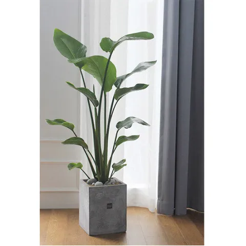 [거실좋은식물/화초배달]우아한 플랜테리어 식물 극락조