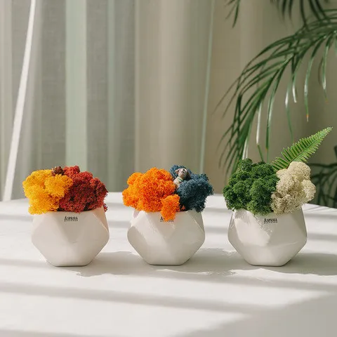 [3개세트] 석양 가을산 겨울숲 투톤 스칸디아모스화분 -공기정화