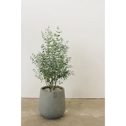 [허브식물/공기정화식물] 유칼립투스