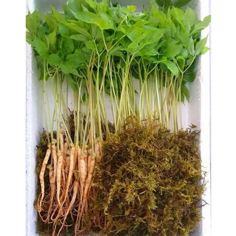 GAP인증 담양 새싹삼30뿌리(25cm이상)