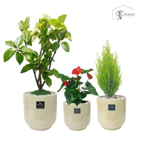 [플랜트스토리]공기정화식물 화분 세트 클래식가든3 모던베이지 3종 벵갈고무나무 괴목+율마+안수리움