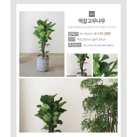 01.떡갈고무나무 거실화분 인테리어화분 개업화분 공기정화식물