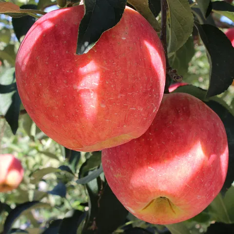 의성 세척사과 (소)4kg