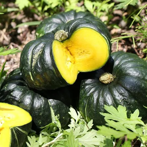 [산지직송] 함평 정대성님의 무농약 햇 미니단호박(밤호박) 1kg 보우짱
