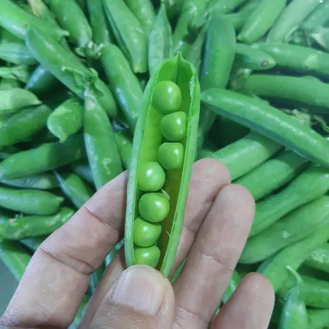 국내산 전북 고창 산지발송 껍질째 완두콩 1kg/26년햇