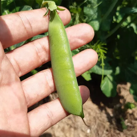 국내산 전북 고창 산지발송 껍질째 완두콩 2kg/26년햇