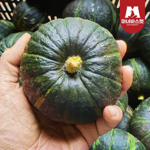 [마녀바스켓] 제주 미니 밤단호박 보우짱 3kg 소과 (10-20과 내외)