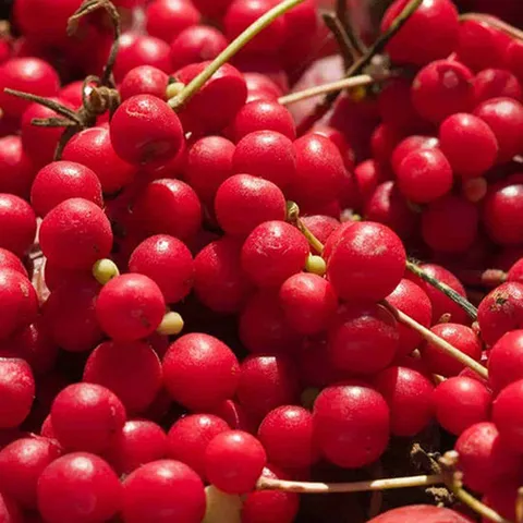 자연의선물 다섯가지맛 월악산 오미자청 10kg