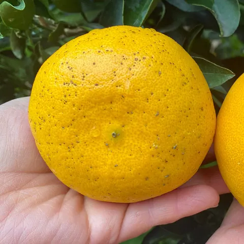 새콤달콤 제주 서귀포 못난이 황금향 5kg(10~40과내외)