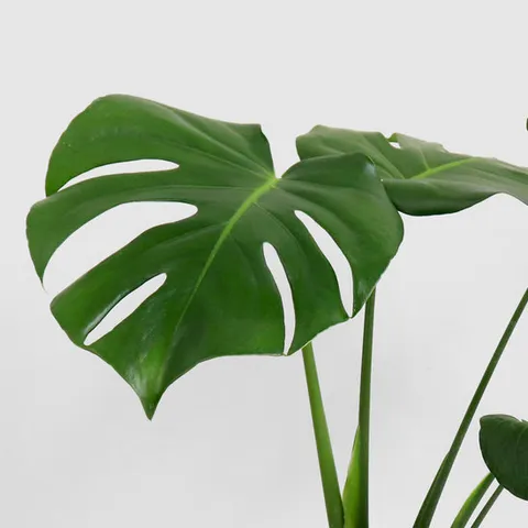 몬스테라 (중형) 모종