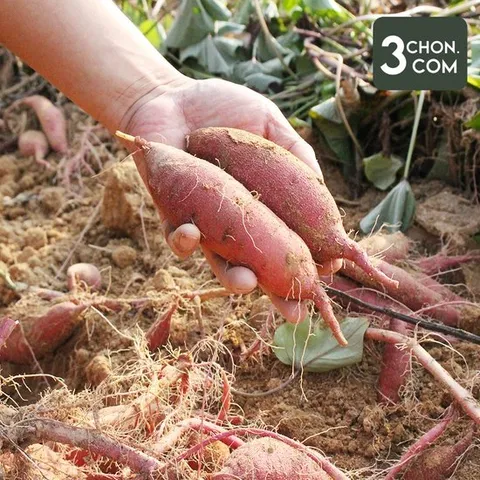 [삼촌밥먹자] 해남 강미자님의 고당도 꿀고구마(두입/중) 10kg