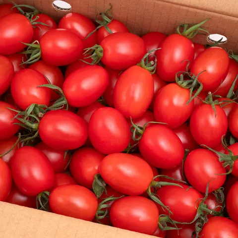 충남 부여 대추방울토마토 3~4번과 2kg /2세트 주문시 5kg 발송