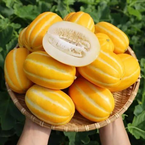 달콤한 성주 꿀 참외 10kg 못난이(랜덤과)