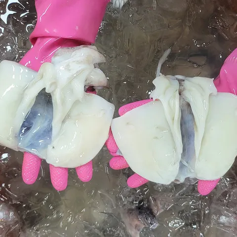 국내산 손질 꼬마 갑오징어 500g 10미 내외